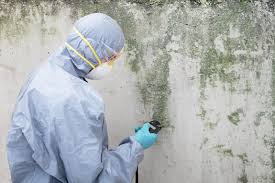 Best Mold Remediation for Healthcare Facilities  in Vla Park, IL